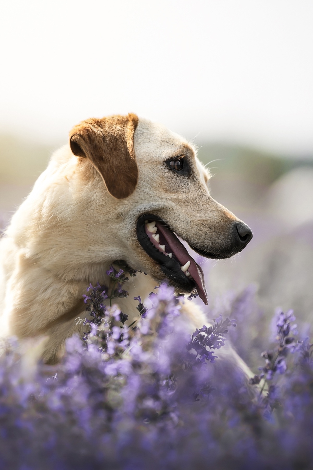 一片紫花丛中的狗