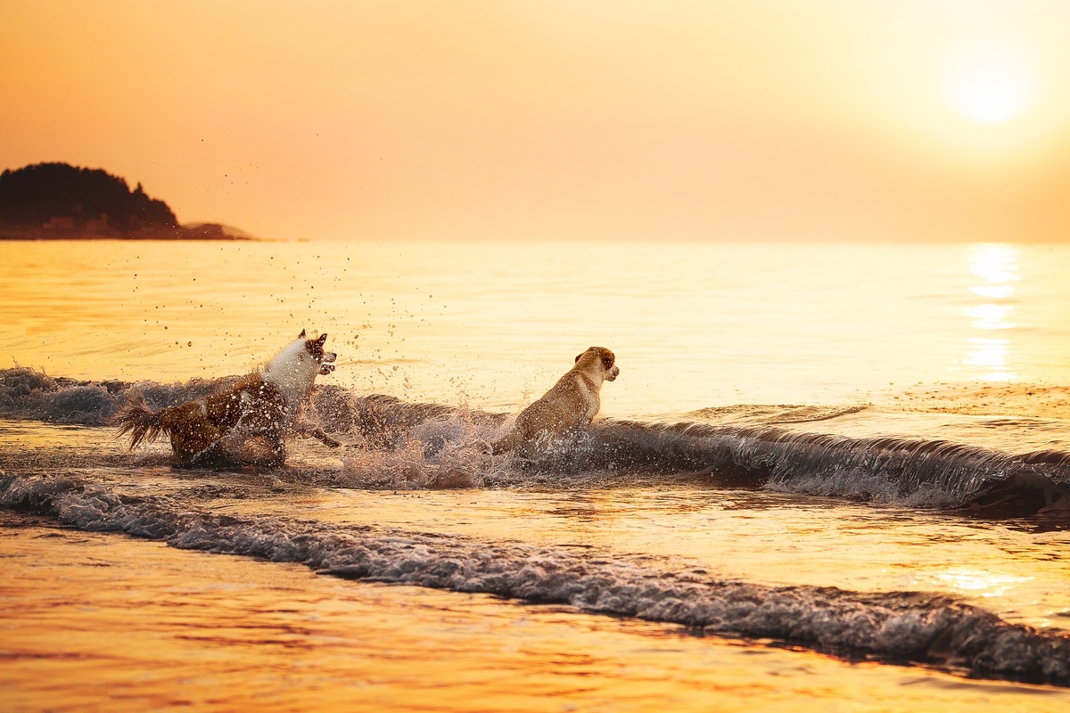 夕阳下 几只狗在沙滩上奔跑 海浪拍打着海岸 太阳即将落山。