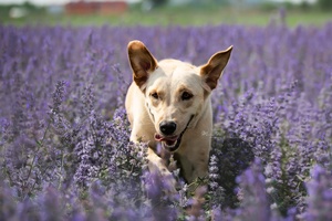 一只狗穿过一片紫色的花田