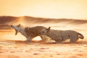 夕阳下在沙滩上奔跑的狗 在水中互相追逐