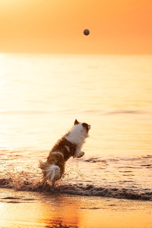 夕阳下在沙滩上奔跑的狗 追逐着水中的球。
