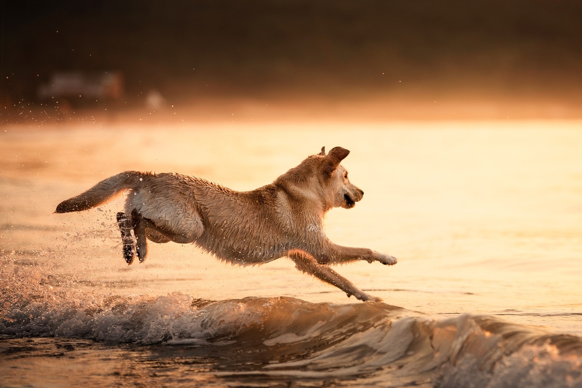 夕阳下在沙滩上的一只狗在水中跳跃