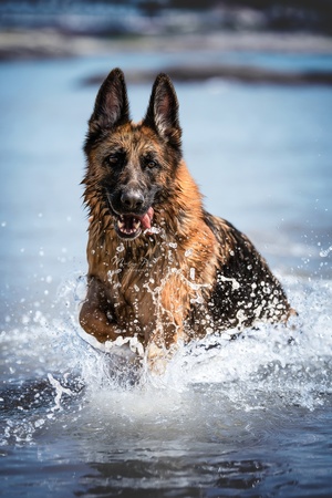 一只德国牧羊犬穿越水面