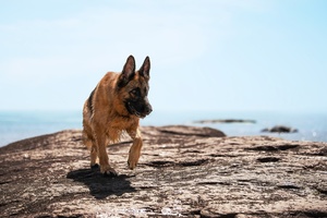 一只德国牧羊犬站在一块岩石上 岩石位于岩石海滩上 背景是海洋。