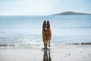 在海滩附近奔跑的狗