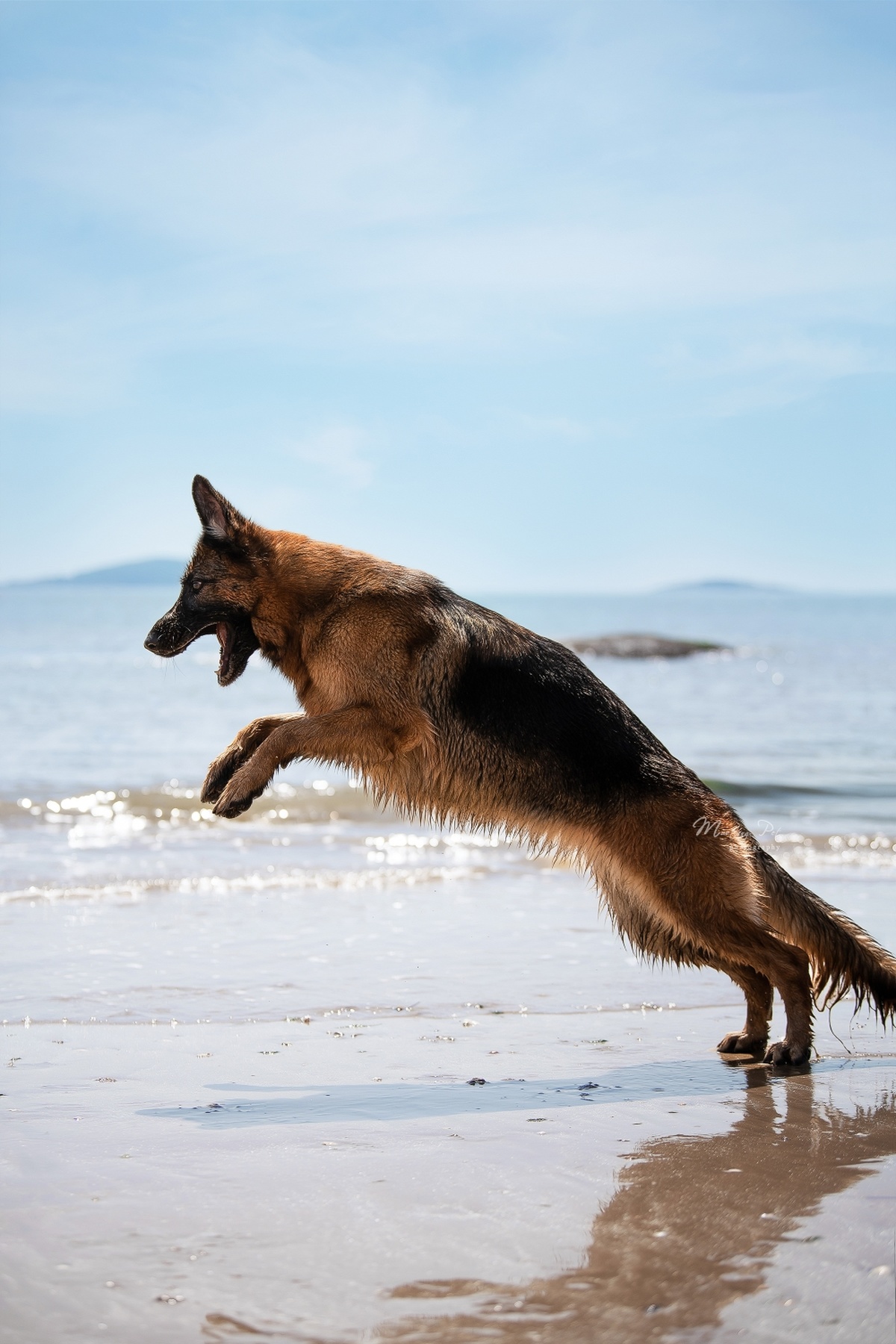 在海边的沙滩上奔跑的狗