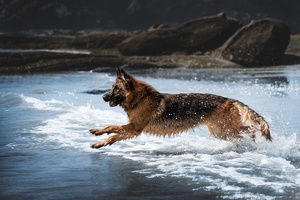 一条德国牧羊犬在海洋中的海滩上穿越水