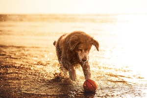 一只湿漉漉的狗在沙滩上和球玩耍