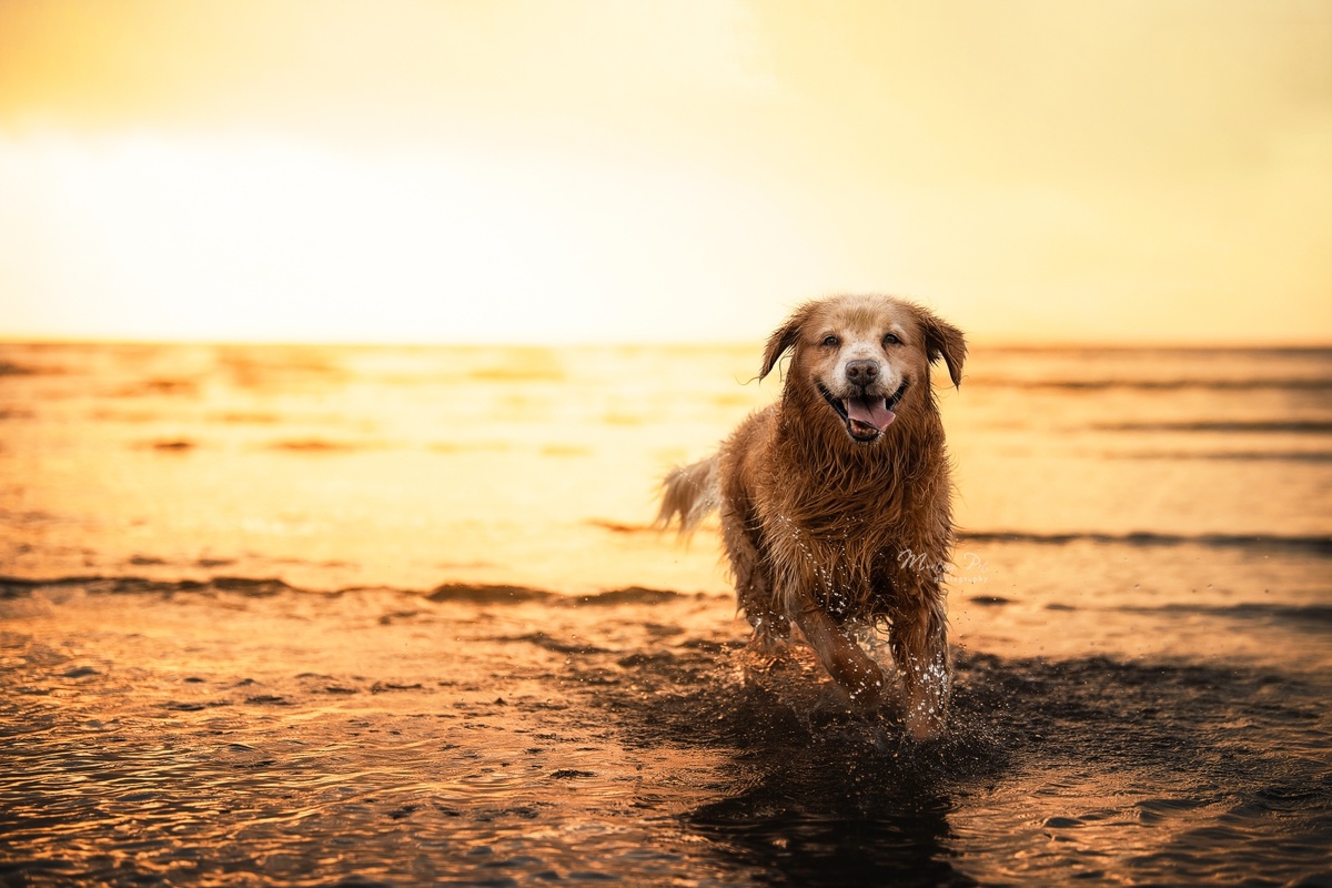 夕阳下在沙滩上奔跑的湿狗