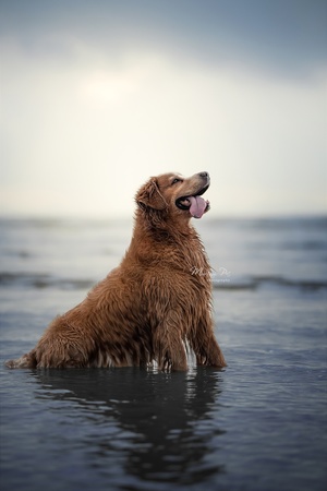 一只金色的棕色狗坐在海洋的水中