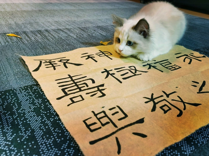 笔墨熏陶下有气质的猫