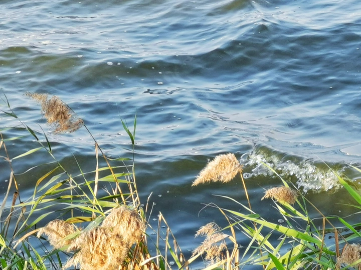 海边的芦苇
