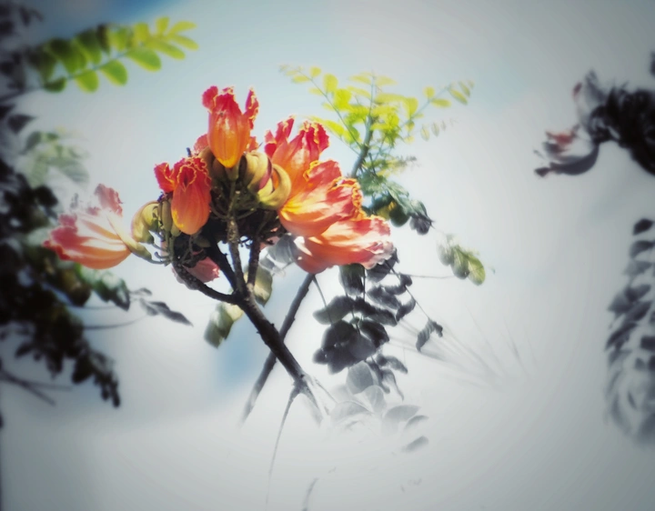 凤凰花开