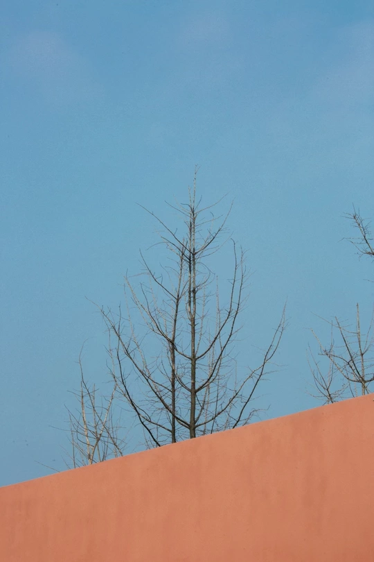 红色墙壁对蓝色天空 死树和一只鸟儿坐在顶部