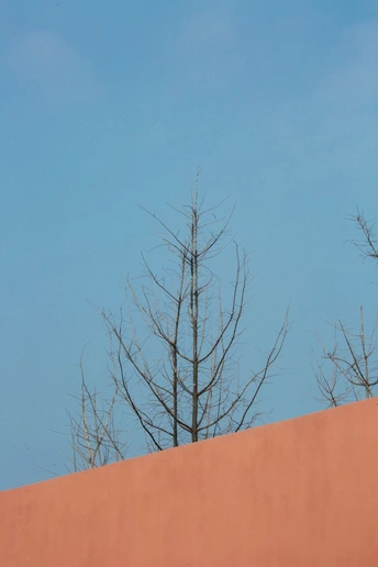 红色墙壁对蓝色天空 死树和一只鸟儿坐在顶部