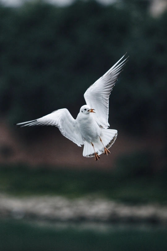 一只白鸟在水面上的天空中飞翔