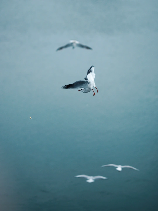 一只白鸟在蓝色的天空中飞越水面