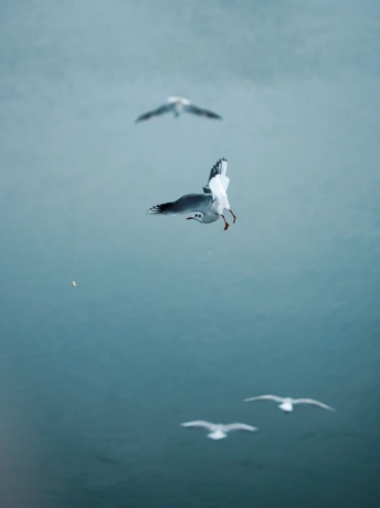 一只白鸟在蓝色的天空中飞越水面