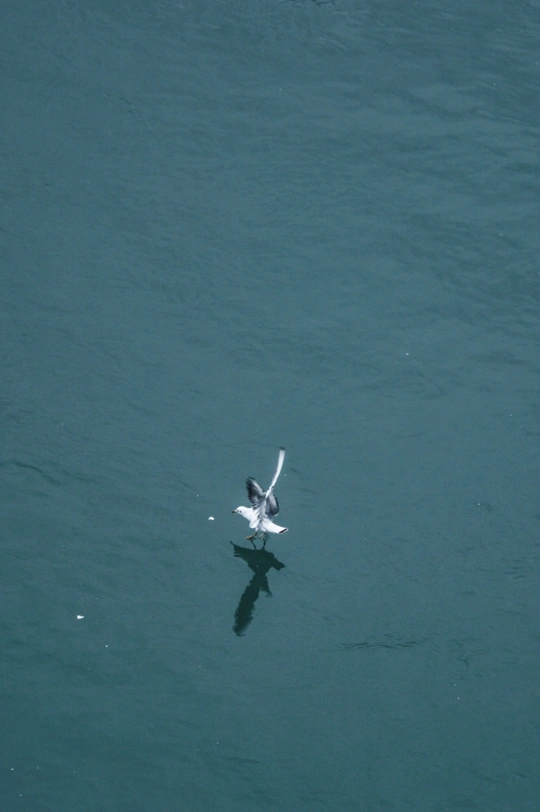 一只海鸥在蓝色的水体上飞翔