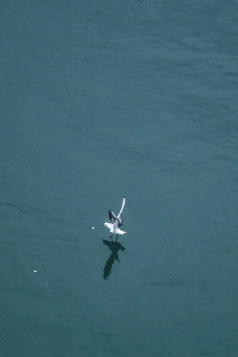 一只海鸥在蓝色的水体上飞翔