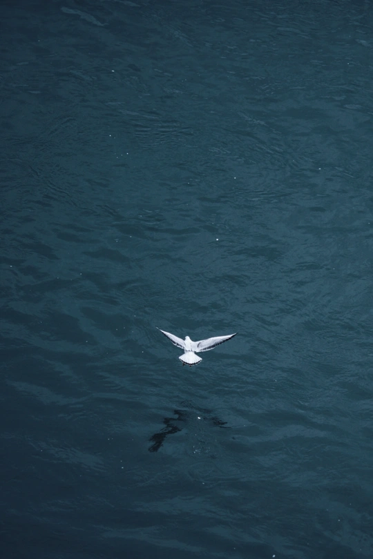 一只白鸟飞越一大片蓝色水域