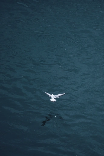 一只白鸟飞越一大片蓝色水域