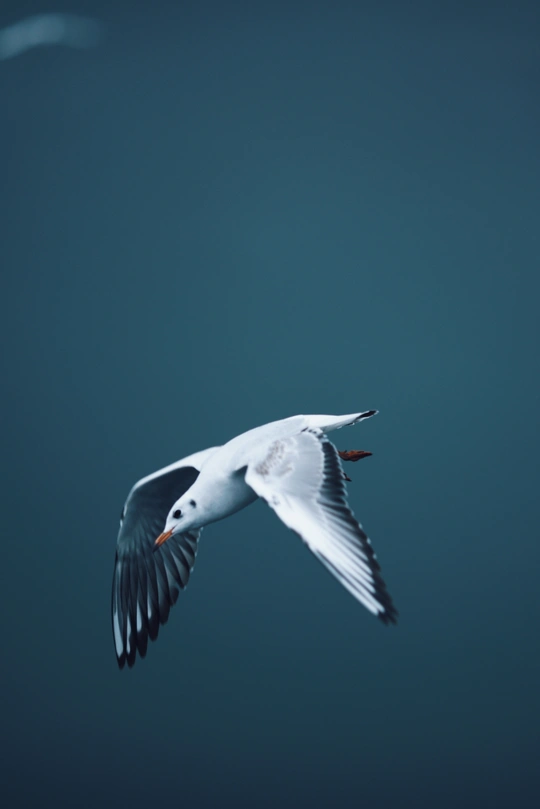 一只白鸟在蔚蓝的天空中飞翔