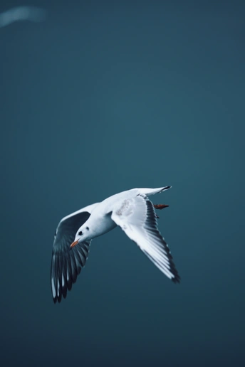 一只白鸟在蔚蓝的天空中飞翔