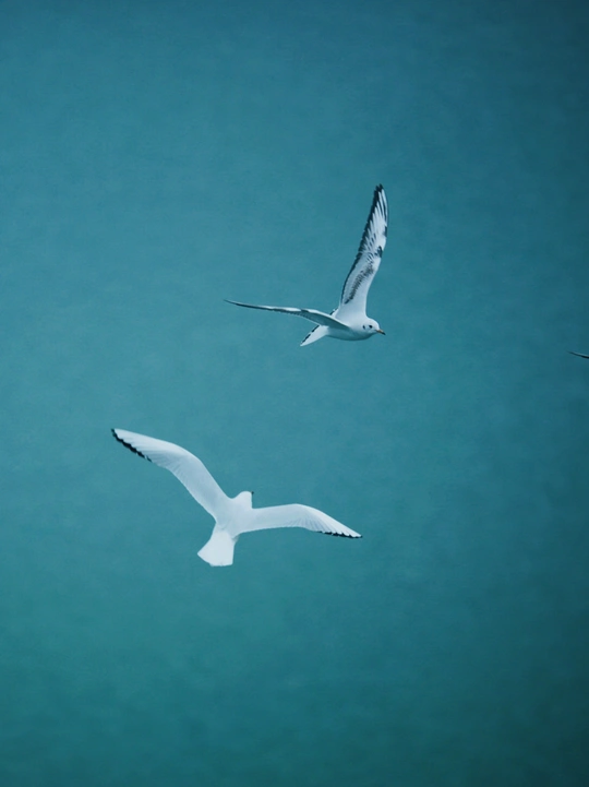 两只白海鸥在蓝天下飞越一片水域