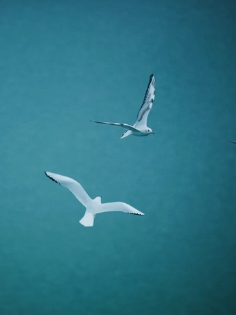 两只白海鸥在蓝天下飞越一片水域