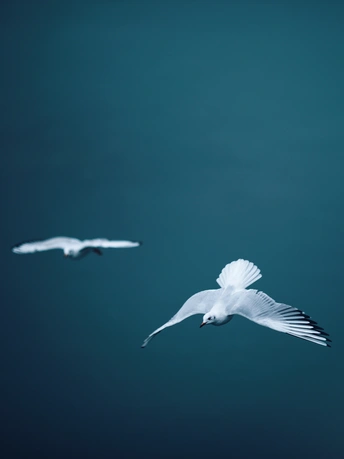 两只海鸥在水面飞行