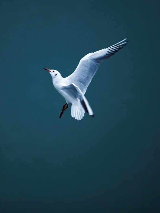 一只白鸟在蓝色的天空中飞越水面