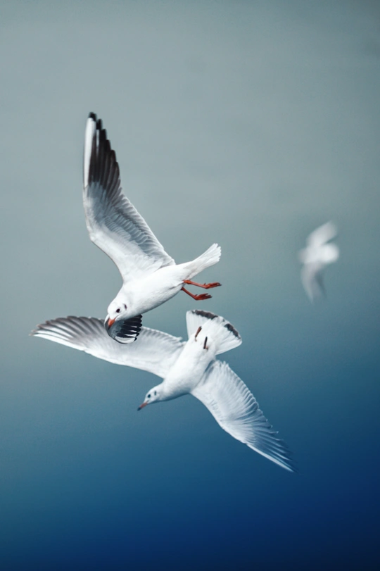 几只白鸟在蔚蓝的天空中飞翔