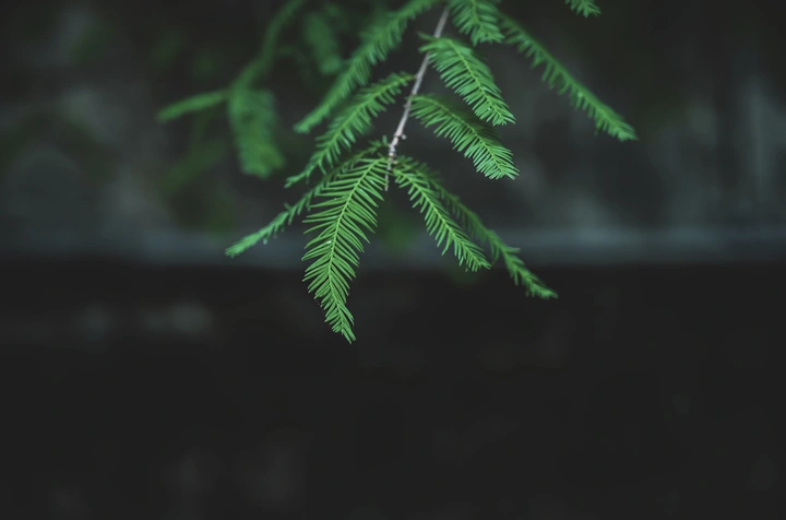 冷淡
