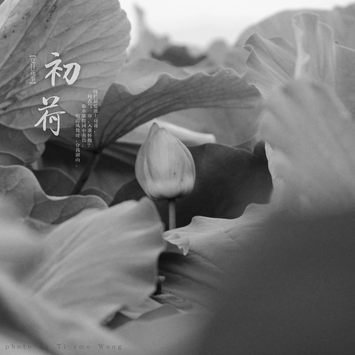 你能等到它花开么
