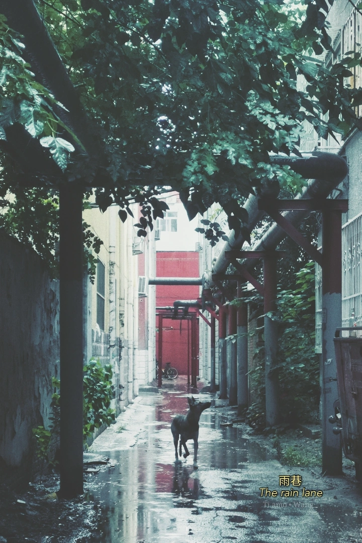 雨巷