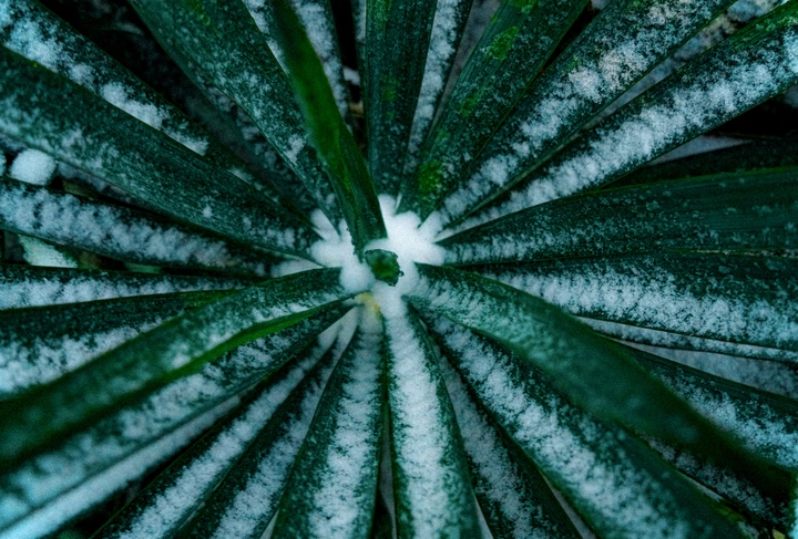 雪-绿