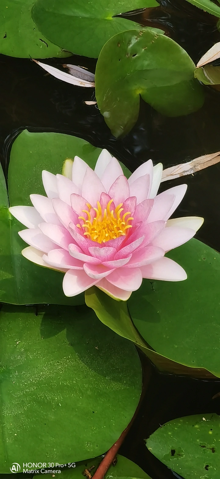 随手一拍