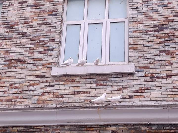 🕊️情缘