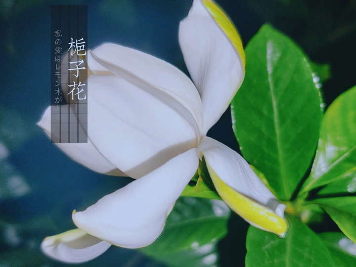 栀子花开