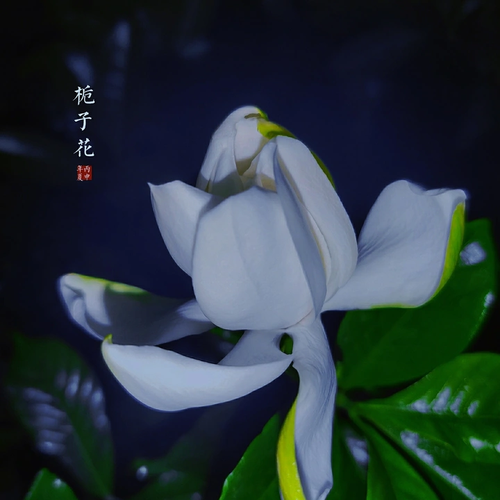 栀子花