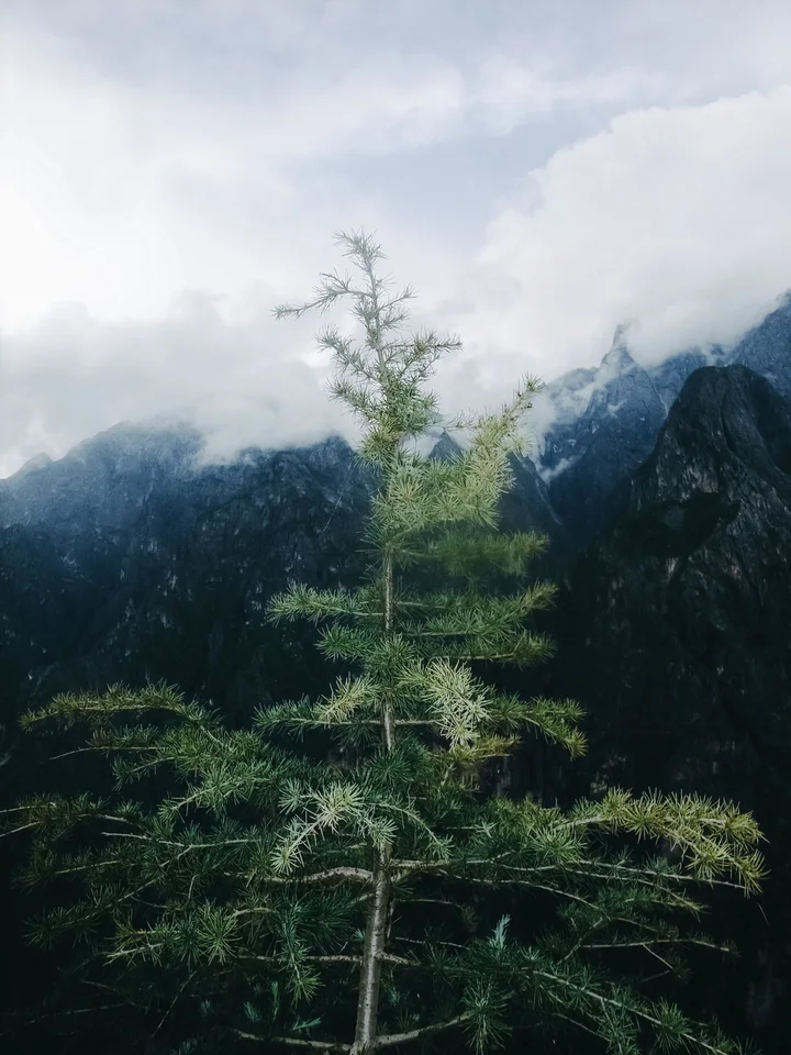 四季的树