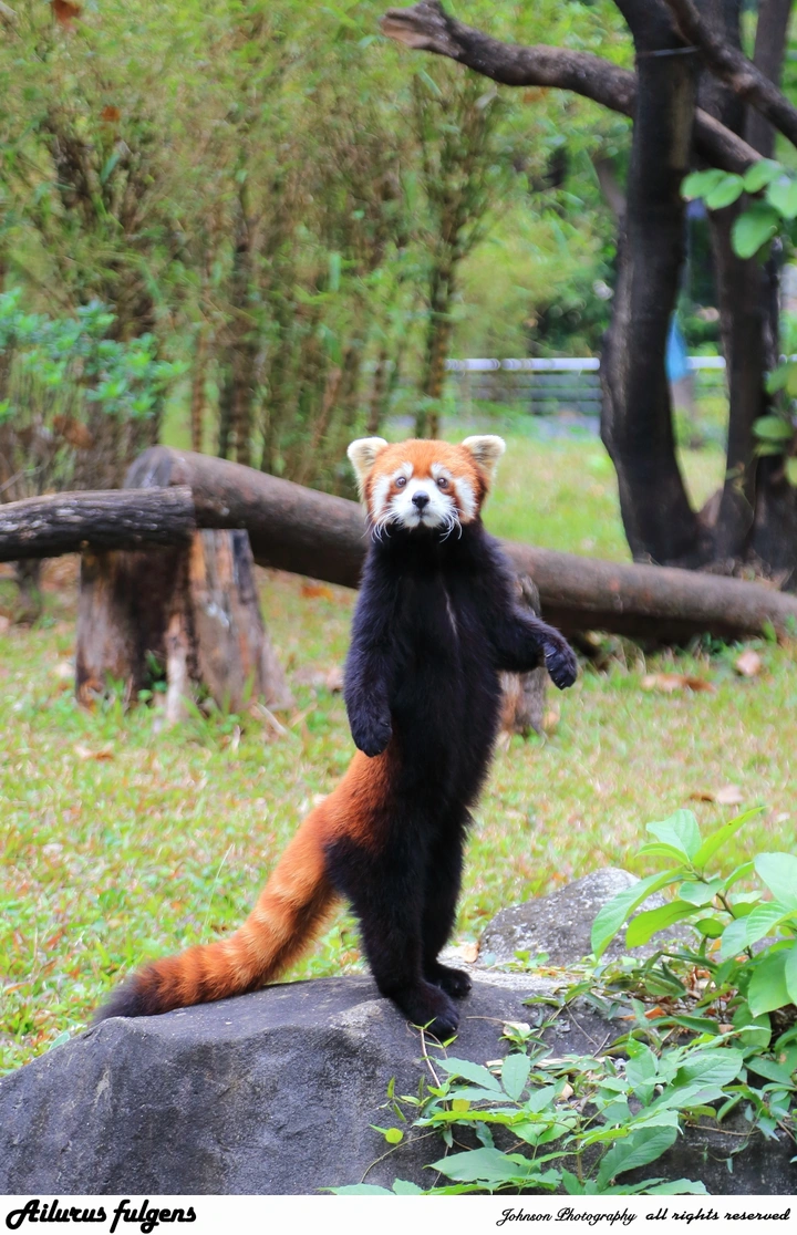 小熊猫
