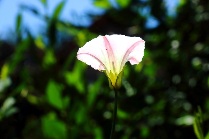 牵牛花
