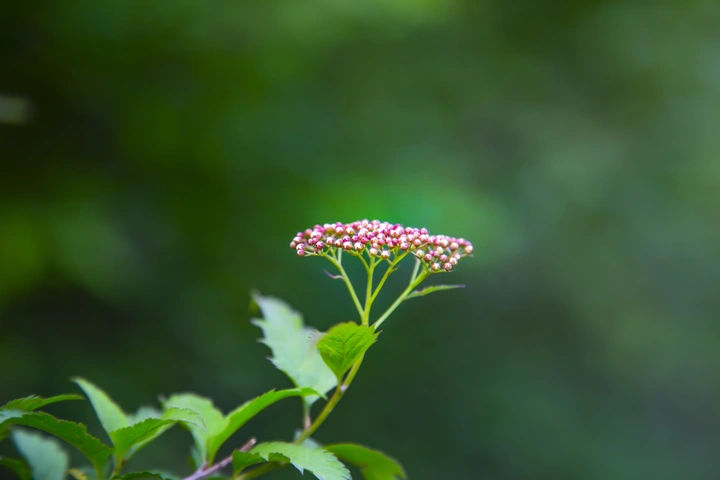 秦岭植物百科系列－粉色绣线菊