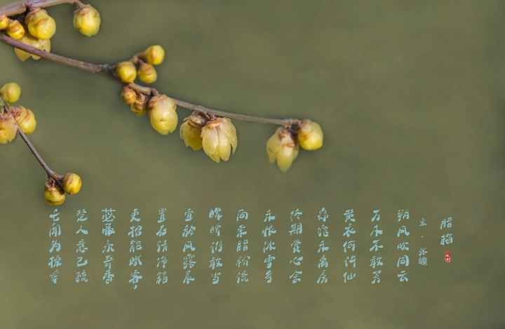 腊梅花开