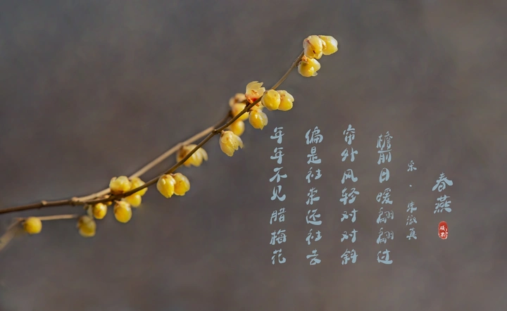 腊梅迎春