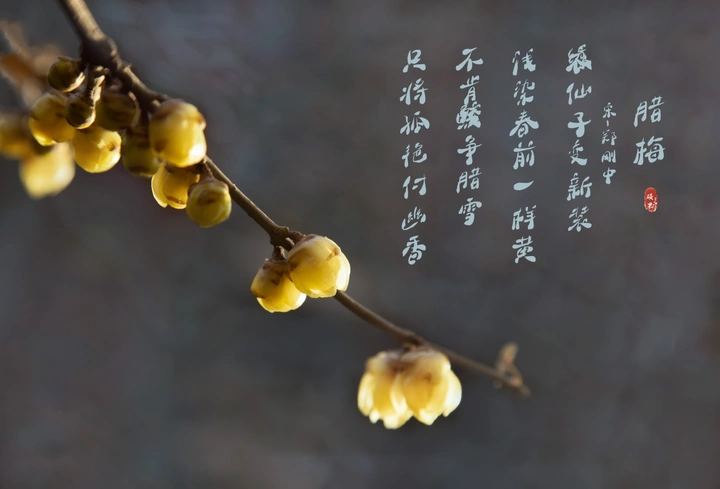 腊梅花开