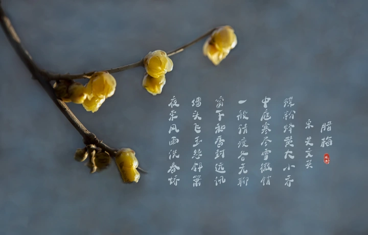 腊梅盛开时节
