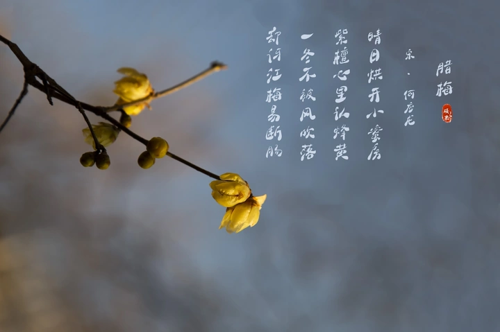 腊梅幽香